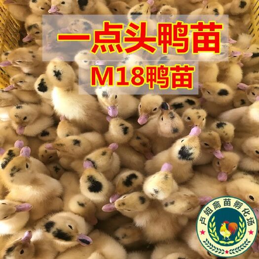 南宁一点头鸭苗 包打疫苗 技术指导 诚信企业