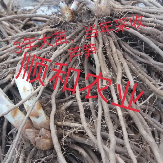 曹县芦笋根3年大根20颗起包邮，定植后可采收10多年，抗病高产