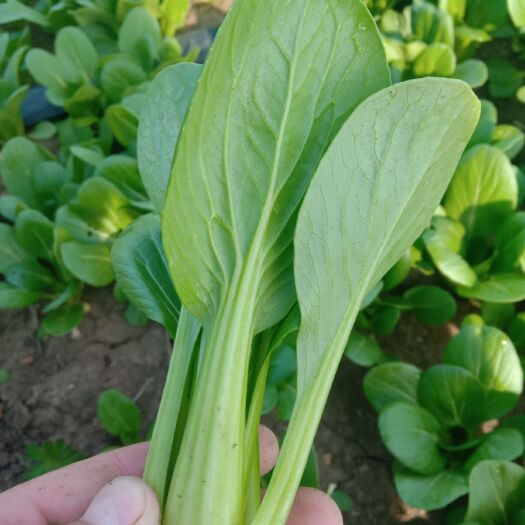 太和县上海青 10~15cm