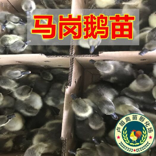 南宁马岗鹅苗 包打疫苗 技术指导 诚信企业