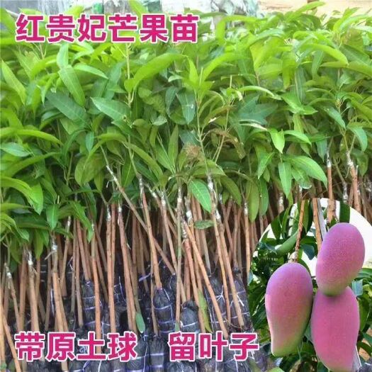 灵山县贵妃芒果苗 贵妃芒果…一个两到三斤