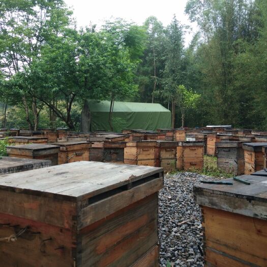 平南县意蜂蜂蜜 桶装 2年以上  