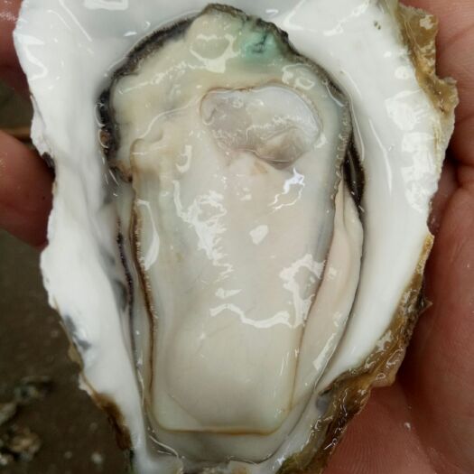 佛山珠海生蚝 湛江生蚝批发