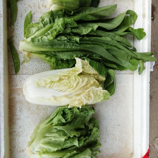 昆明大油麦 35~40cm