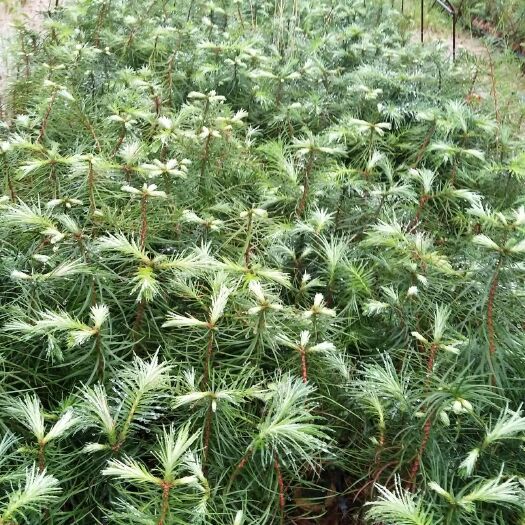 肇庆杉木树苗