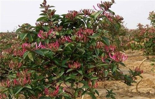 平邑县四季金银花苗 30~40公分