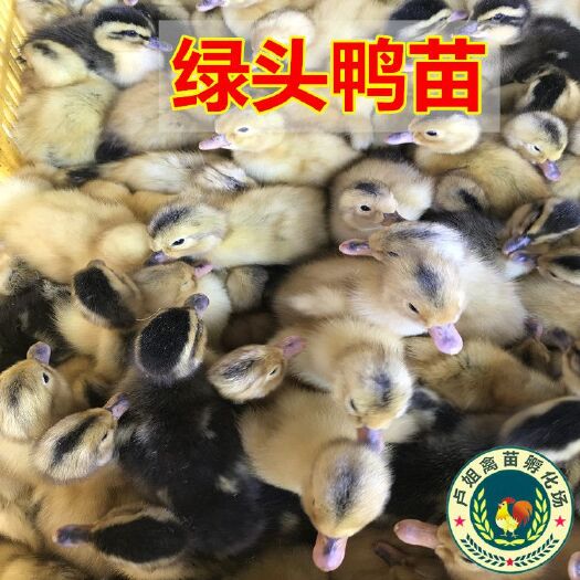 南宁杂交鸭苗 包打疫苗 技术指导 诚信企业