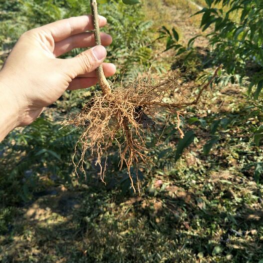 泰安大红袍花椒苗
