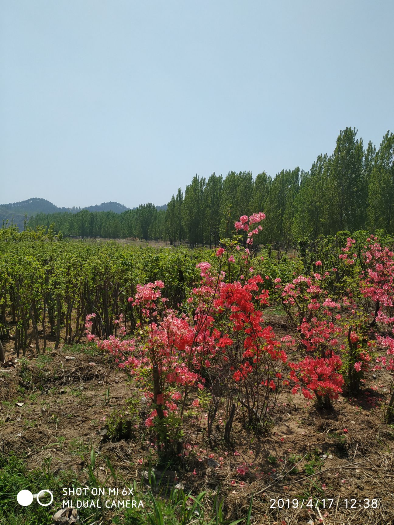  山货杜鹃、映山红