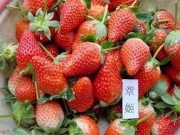 泰安牛奶草莓苗 牛奶口味口味独特吸引顾客