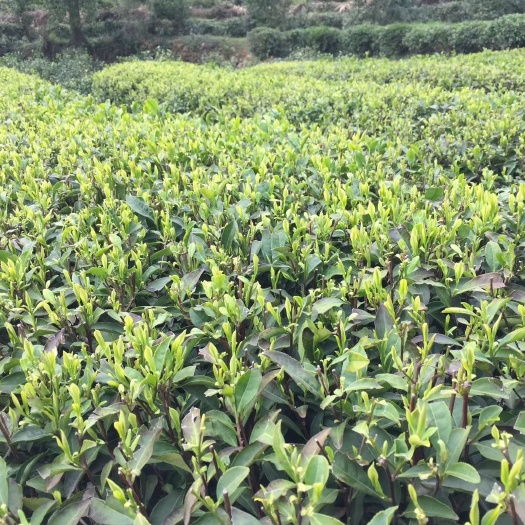 庐山云雾 谷雨茶袋装
