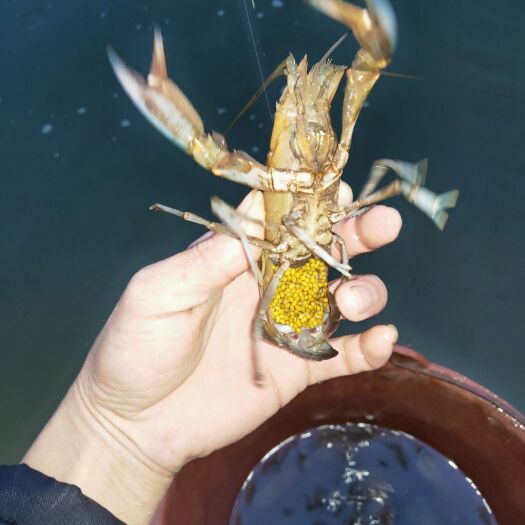漳浦县 澳洲淡水小龙虾 虾苗 种虾 抱卵虾 成品虾