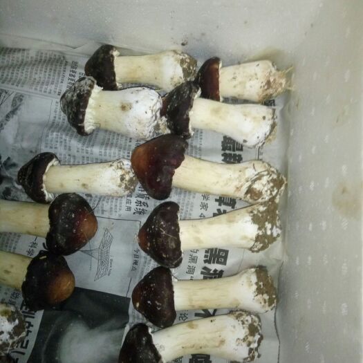 泗阳县姫松茸 鲜货 人工种植