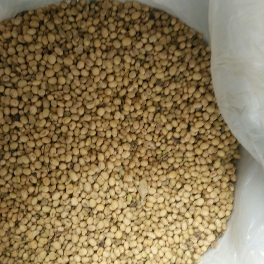 西安黄大豆 生大豆 2等品