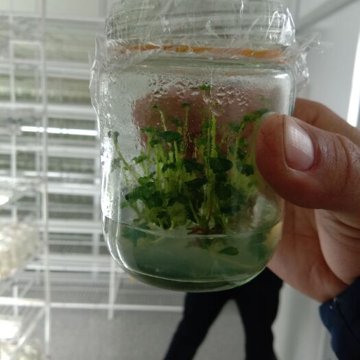 平度市牛奶草莓苗 10~20公分 地栽苗