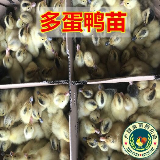 南宁蛋鸭苗 包打疫苗 技术指导 诚信企业
