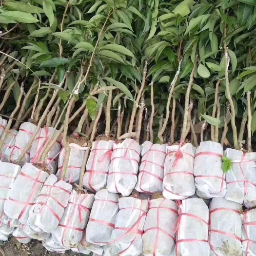 灵山县无核荔枝苗