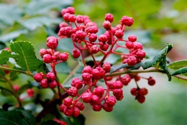 陇南大红袍花椒 特级 干花椒