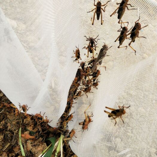 南宁 蝗虫，蚂蚱活虫冰鲜
