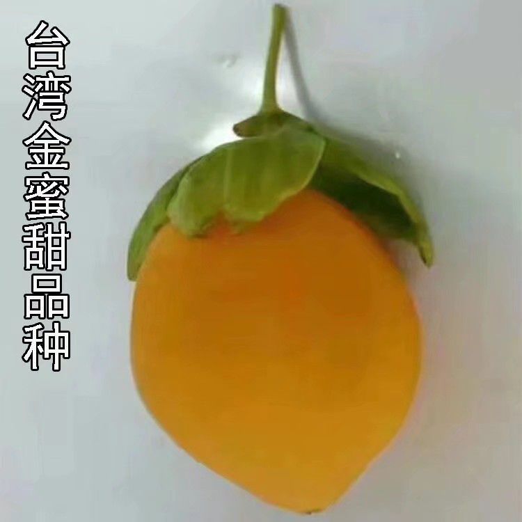 甜蜜蜜百香果苗