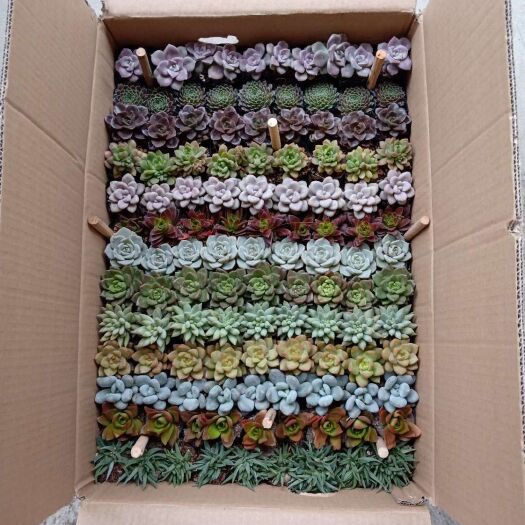  13色混装117袋装七彩多肉植物（量大从优）