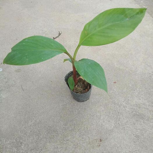 灵山县粉蕉苗 产量高…一年四季都有挂果…喜欢农业种植朋友欢迎联系订购