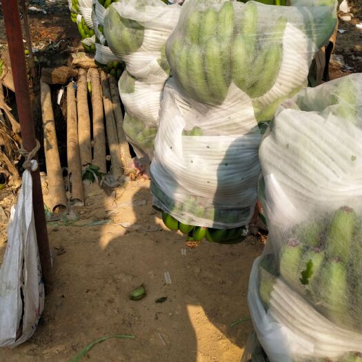 景洪市西双版纳香蕉 八成熟