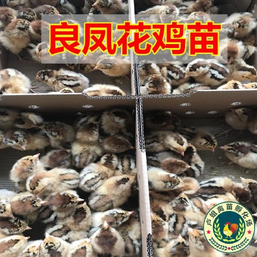 南宁良凤花鸡苗 包打疫苗 技术指导 诚信企业