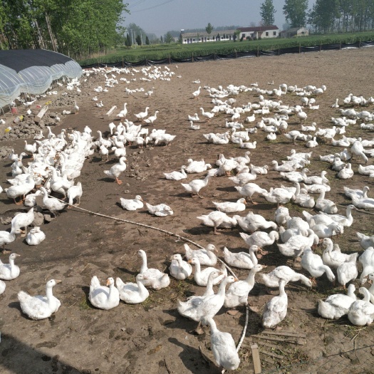 宝应县肉鹅 8-10斤 统货 半圈养半散养