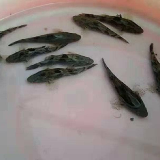 清远 鱼苗批发商  长脚蟹 生猛鲜活
