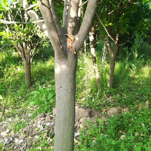 项城市黄杨球