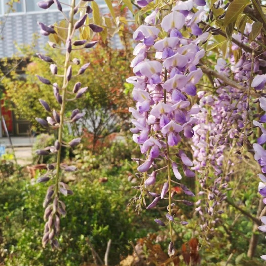 沭阳县多花紫藤 1~1.5米 2~3公分
