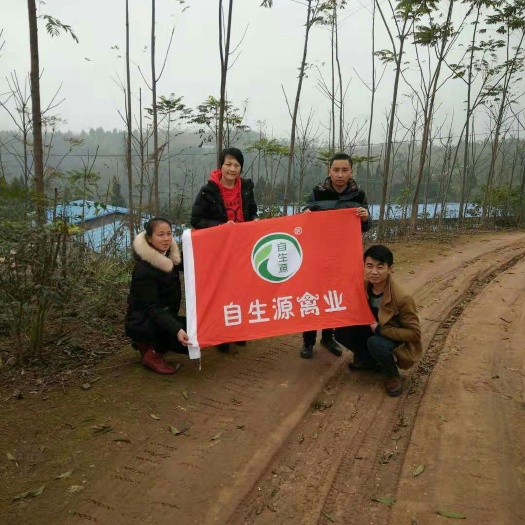 重庆市土鸡苗