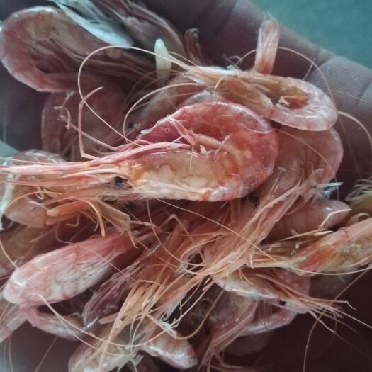 滨州红虾