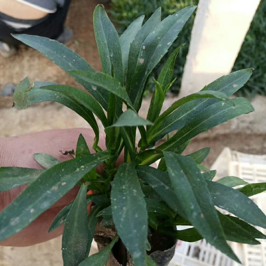 青州市荷兰菊苗