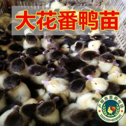 南宁番鸭苗 包打疫苗 技术指导 诚信企业