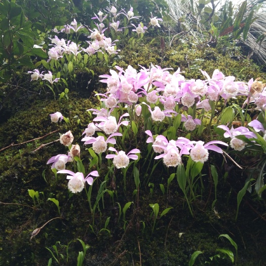 文成县紫花白芨苗