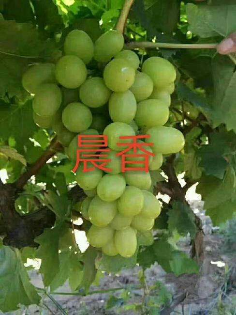 绥中县晨香葡萄苗