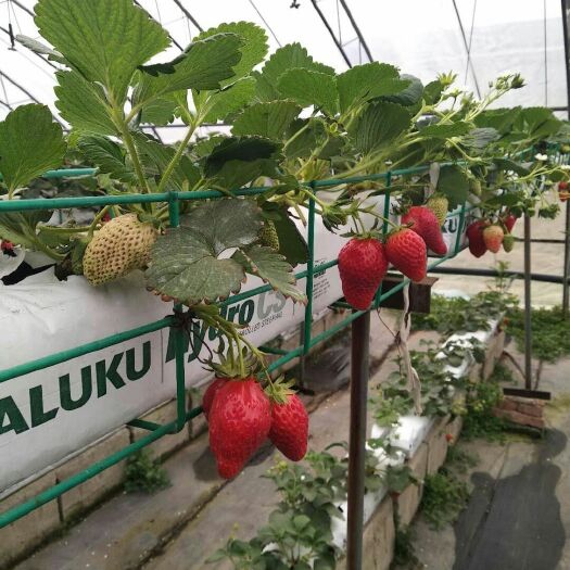 泰安妙香7号草莓苗 免费技术指导，山农大一代种苗繁育，根系发达，品种保证，产量高