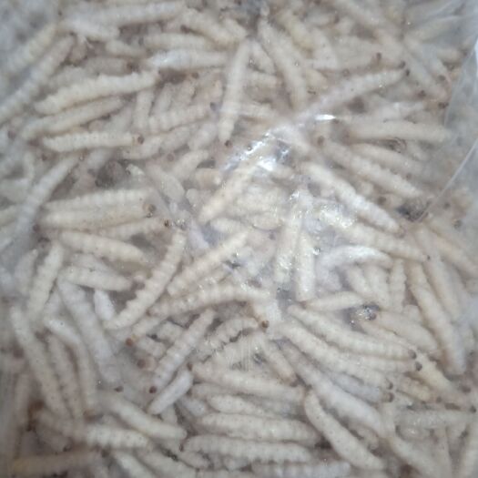 罗定市 竹虫