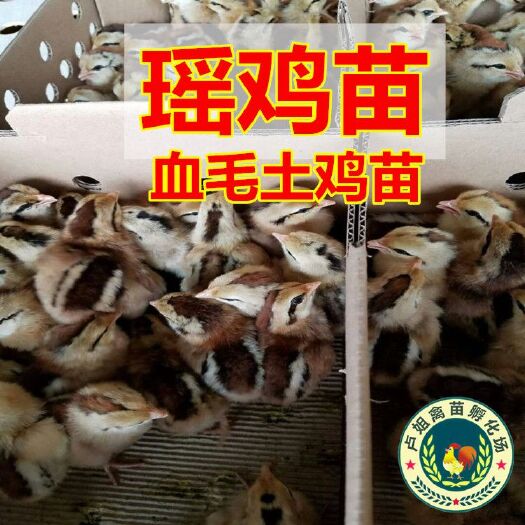 南宁瑶鸡苗 包打疫苗 技术指导 诚信企业