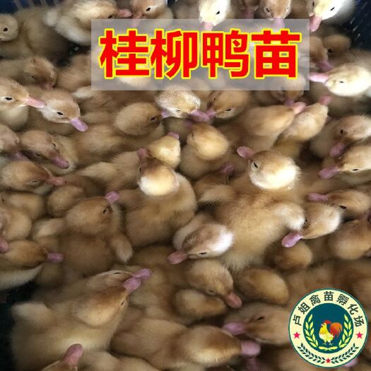 南宁桂柳鸭苗 包打疫苗 技术指导 诚信企业