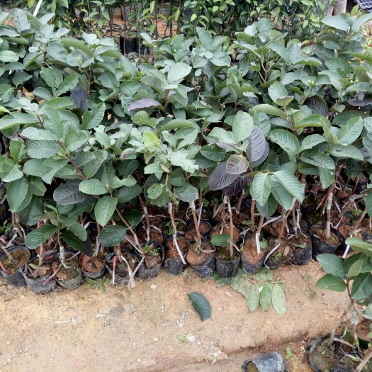 灵山县红宝石少籽芭乐苗
