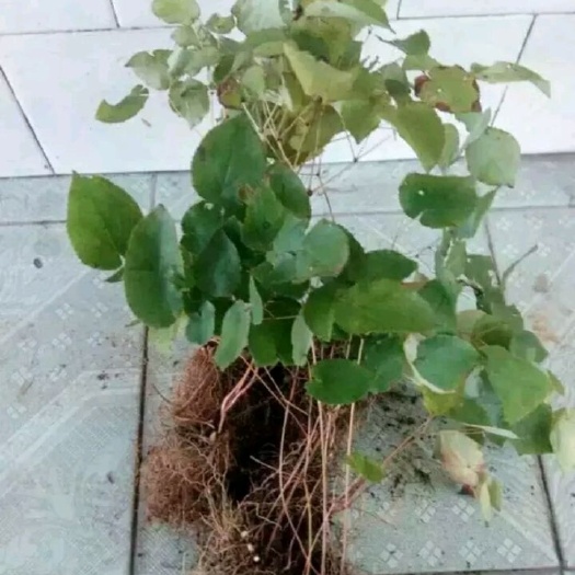 商南县 圆叶淫羊藿种苗。现挖现卖