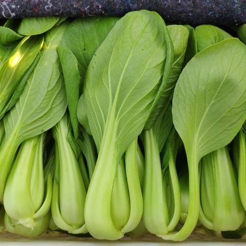 曹县北方小油菜 1~2两