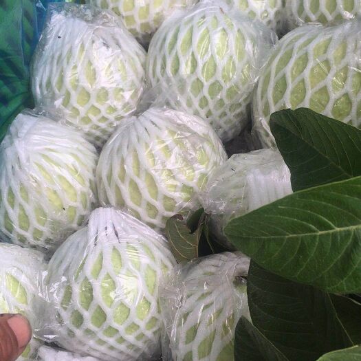 广州珍珠番石榴 200-250克