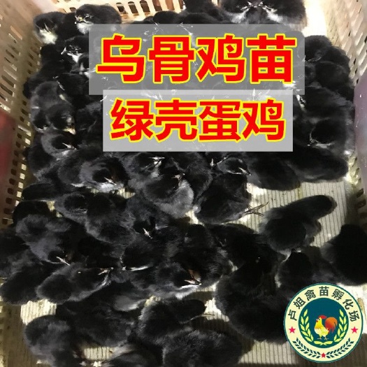 南宁乌骨鸡苗