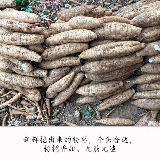 洞口县无渣粉葛 2.5-3.0斤