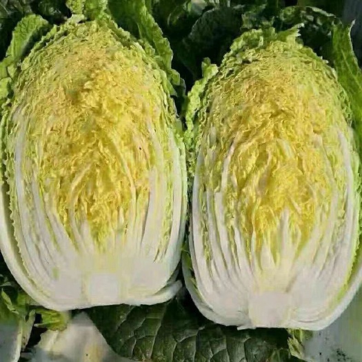 山东黄心大白菜 黄心白菜大量上市  产地直销 诚信合作