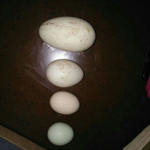 华容县土鹅蛋 食用 箱装